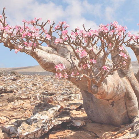 BotaniCellar™ Desert Rose / Adenium Obesum Leaf Cell Extract ...